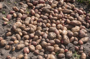 Kazılan ve patates toplanan