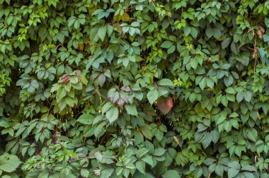 Çit, tam twined yabani üzüm