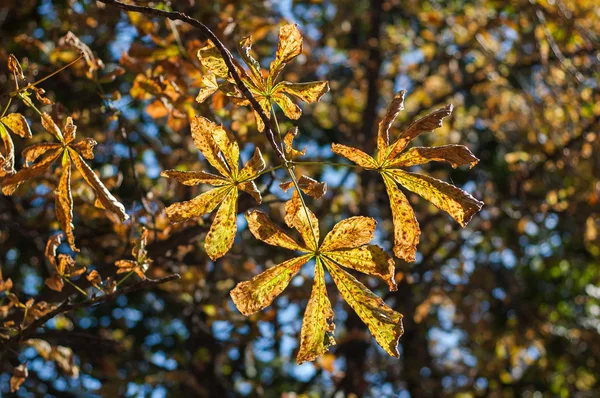 Żółte liście kasztanowca — Zdjęcie stockowe