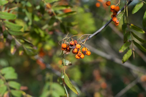 Algunas bayas de ceniza de montaña —  Fotos de Stock