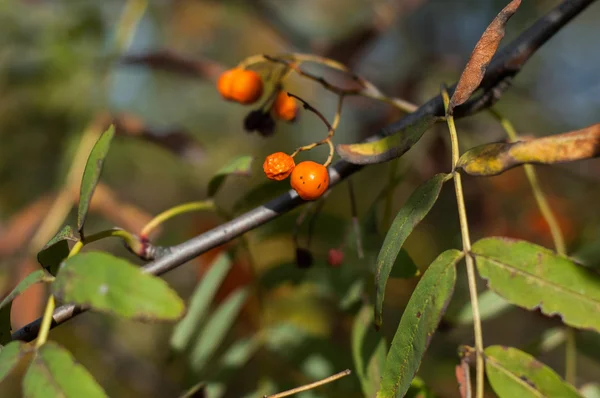 Einige Beeren der Eberesche — Stockfoto