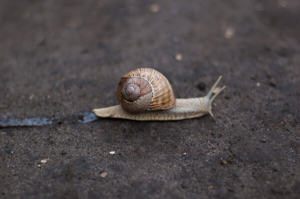 Small common snail