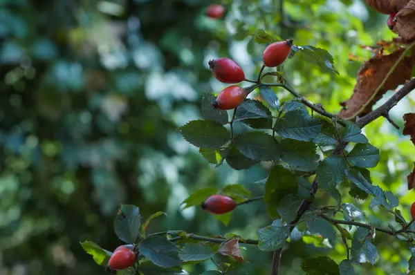 Diversi fianchi contro il verde — Foto Stock