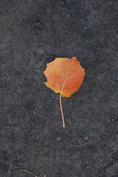 Geel blad ligt op het oppervlak — Stockfoto