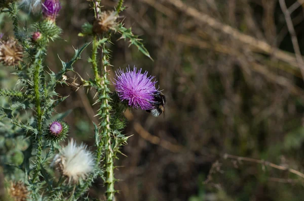 Bumblebee flying near prickly purple flower — Stock Photo, Image