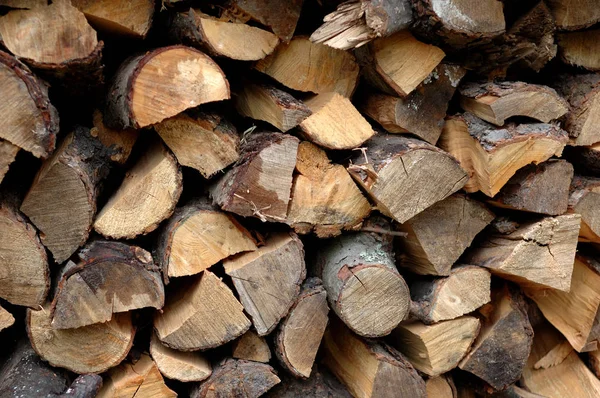 Talado y cosechado para leña de invierno — Foto de Stock