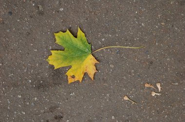 Sarı akçaağaç yaprağı 