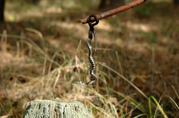 Erba serpente appeso su un bastone — Foto Stock