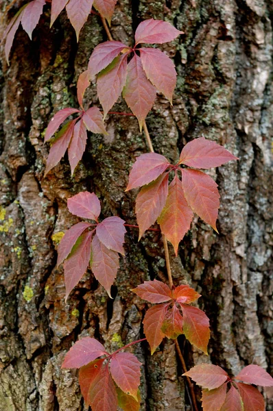 Feuilles rouges de raisins sauvages — Photo