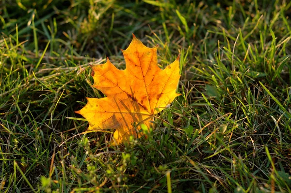 Feuilles d'érable jaunes — Photo