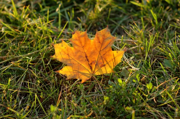 Feuilles d'érable jaunes — Photo