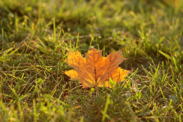 Feuilles d'érable jaunes — Photo