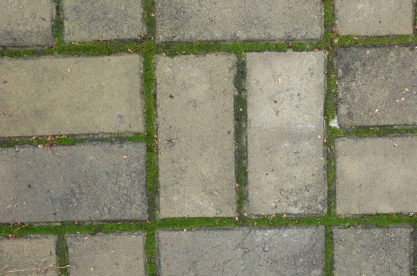 Graue Pflasterplatten und dazwischen grünes Gras — Stockfoto