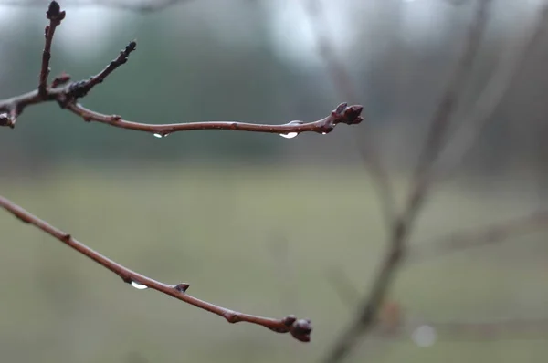 Plusieurs branches nues minces — Photo