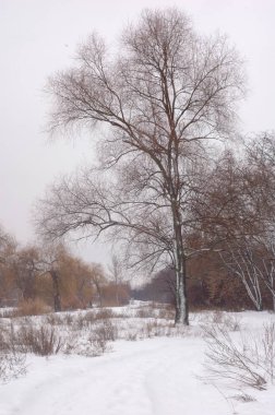karla kaplı yüzeyin geri kalanının arka planında büyük ağaç