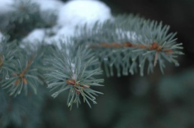 Kışın yakın çekim bir Noel ağacı dal