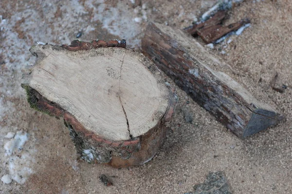 Sekané dubové dřevo na zimu — Stock fotografie