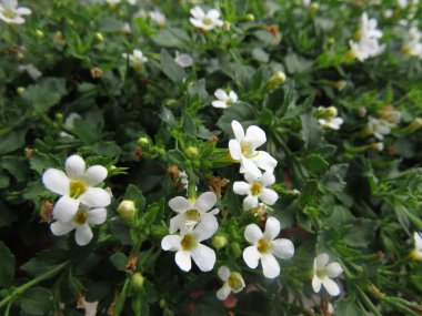 Yeşil çimenlerin üzerinde beyaz çiçekler