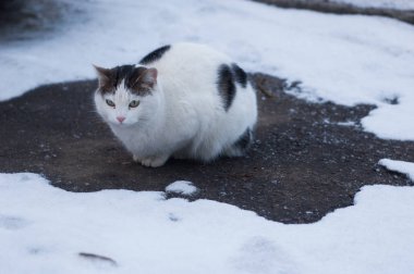 Sıradan bir yerli kedi içinde belgili tanımlık kar asfalt üzerinde oturur.