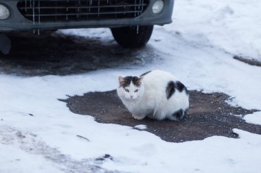 Sıradan bir yerli kedi içinde belgili tanımlık kar asfalt üzerinde oturur.