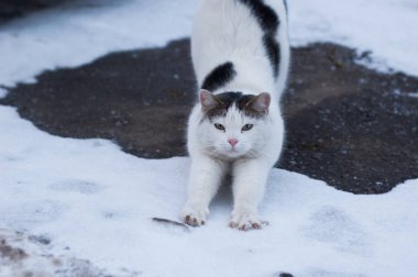 Sıradan bir yerli kedi içinde belgili tanımlık kar asfalt üzerinde oturur.