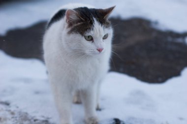 Sıradan bir yerli kedi içinde belgili tanımlık kar asfalt üzerinde oturur.