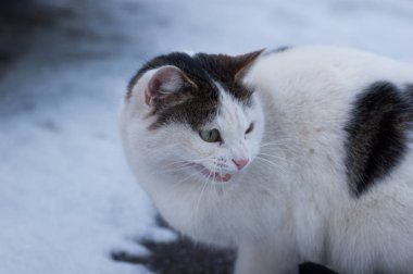 Sıradan bir yerli kedi içinde belgili tanımlık kar asfalt üzerinde oturur.