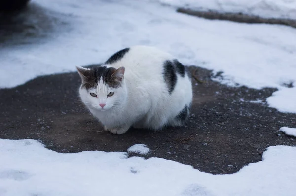 Eine Gewöhnliche Hauskatze Sitzt Schnee Auf Dem Asphalt — Stockfoto