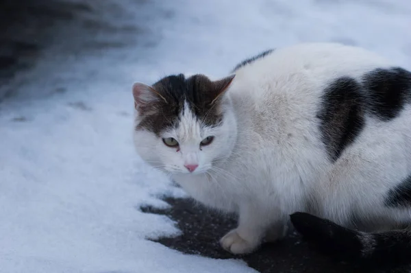 Eine Gewöhnliche Hauskatze Sitzt Schnee Auf Dem Asphalt — Stockfoto