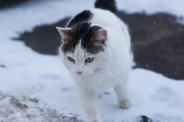 Eine Gewöhnliche Hauskatze Sitzt Schnee Auf Dem Asphalt — Stockfoto