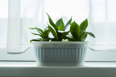 Birkaç küçük bitkiler Sansevieria pencere üzerinde beyaz pot vardır.