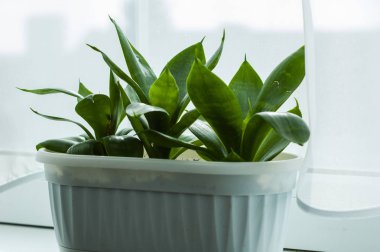 Birkaç küçük bitkiler Sansevieria pencere üzerinde beyaz pot vardır.
