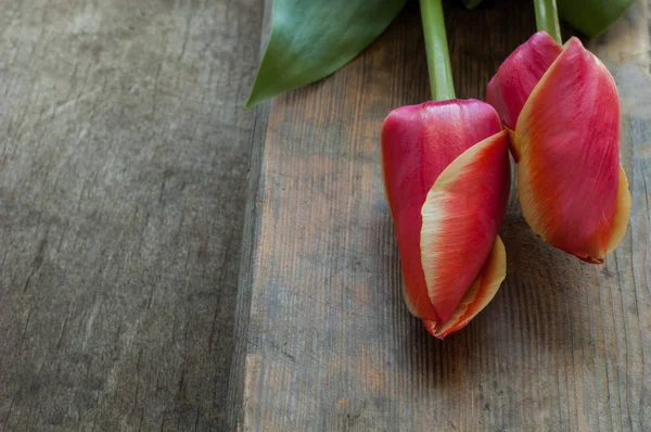 Twee Rode Tulpen Een Houten Oppervlak — Stockfoto