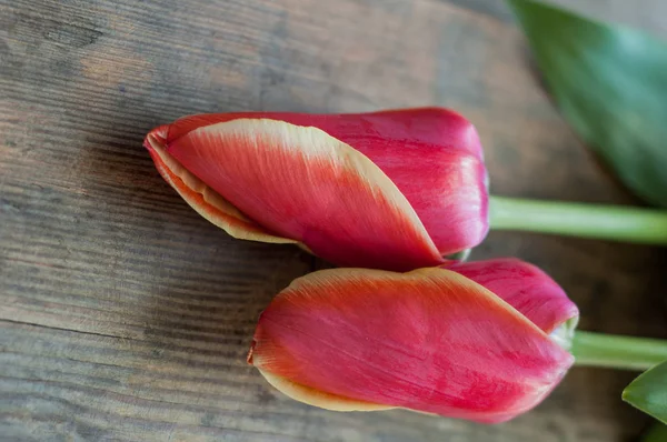 Dos Tulipanes Rojos Sobre Una Superficie Madera —  Fotos de Stock