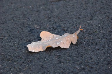 Asfalt üzerinde sonbaharda sarı meşe yaprağı.