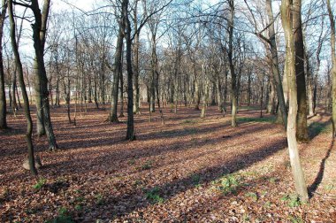 Güzel sahne: geç sonbaharda bir meşe Parkı.