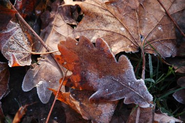 Frost ile kaplı çim sonbahar yaprakları.