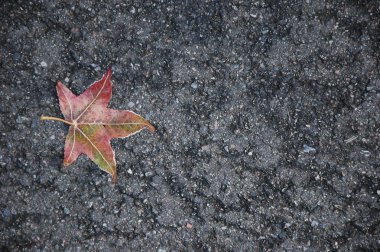 Frost yalanlar üzerine asfalt kaplı bir akçaağaç yaprağı.