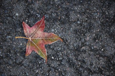 Frost yalanlar üzerine asfalt kaplı bir akçaağaç yaprağı.