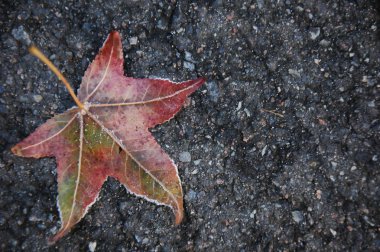 Frost yalanlar üzerine asfalt kaplı bir akçaağaç yaprağı.