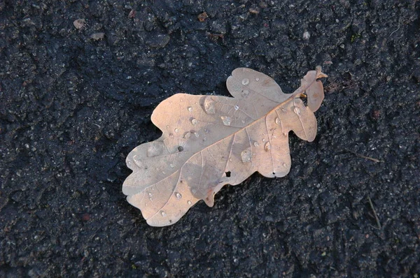 Żółty Liść Dębu Jesienią Asfalcie — Zdjęcie stockowe