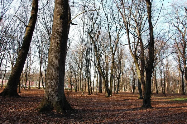 Prachtig Landschap Een Eiken Park Late Herfst — Stockfoto