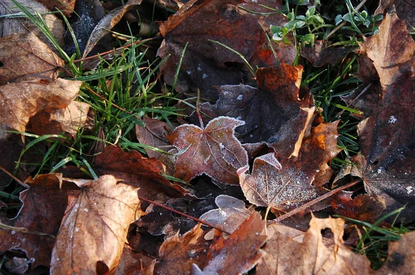 Feuilles Automne Dans Herbe Recouverte Givre — Photo