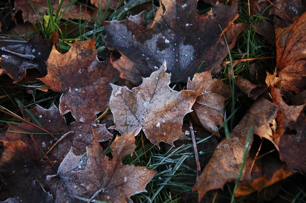 Feuilles Automne Dans Herbe Recouverte Givre — Photo