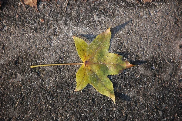 Une Feuille Érable Recouverte Givre Gît Sur Asphalte — Photo