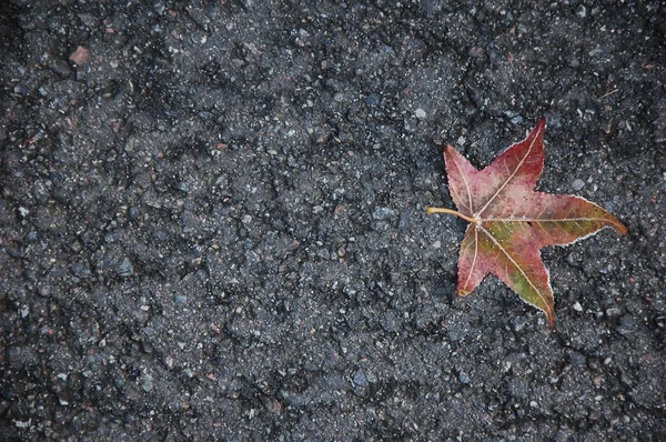 One Maple Leaf Covered Frost Lies Asphalt — Stock Photo, Image