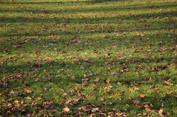 Gröna Gräset Park Med Gula Blad Hösten — Stockfoto