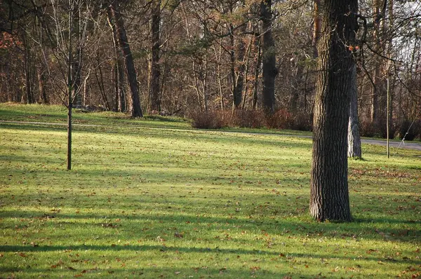 Groen Gras Een Park Met Gele Bladeren Herfst — Stockfoto