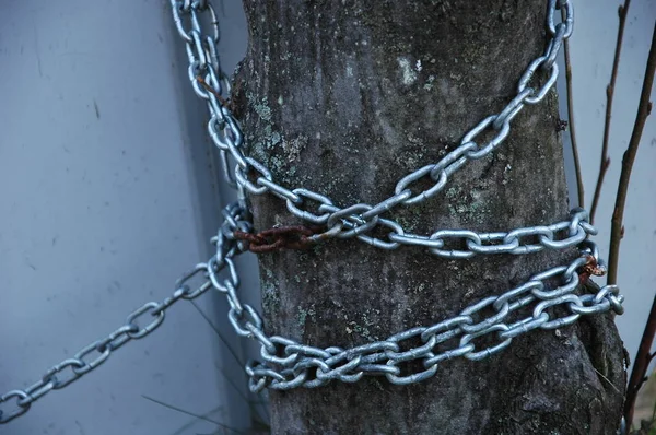 Metal zincirler ağaç Park çevresinde.