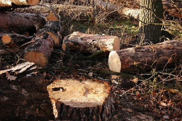 Kusech Dřeva Leží Zemi — Stock fotografie
